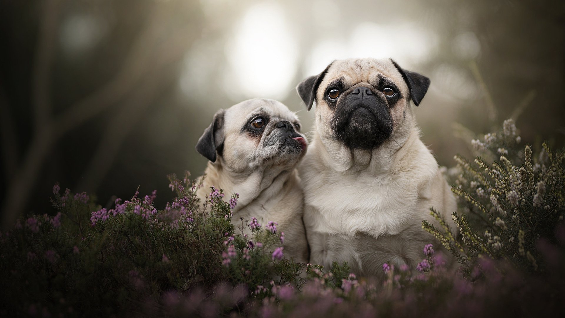 开云体育官方网站-战术魔法师，拉亚的无解方程式如何驱动摩洛哥连续得分压制冰岛